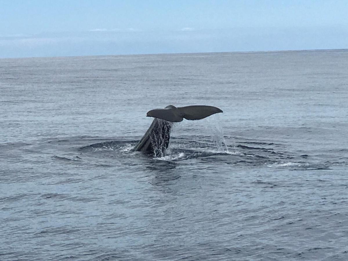 Ferien Haus La Palma Hotell Tijarafe Eksteriør bilde